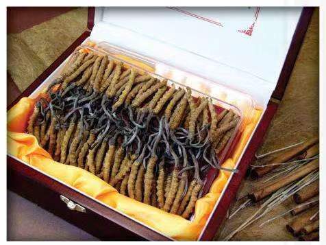 惠水冬虫夏草回收